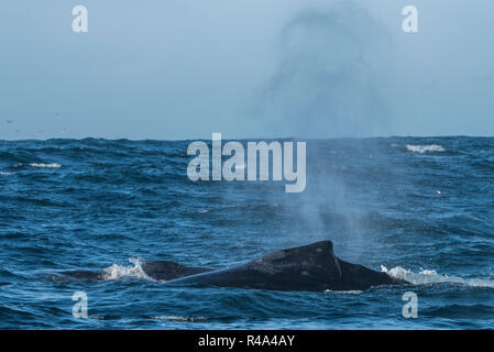 A humpback whale briefly surfaces and sends up a plume of spray in the Farallon islands national marine sanctuary off the coast of San Francisco. Stock Photo
