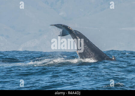 A humpback whale engaging in tail slapping behavior or lobtailing, a form of communication, off the coast of California. Stock Photo