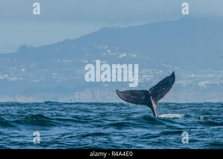 A humpback whale briefly surfaces off the coast of San Francisco and shows its fluke or whale tail before diving down deep again. Stock Photo