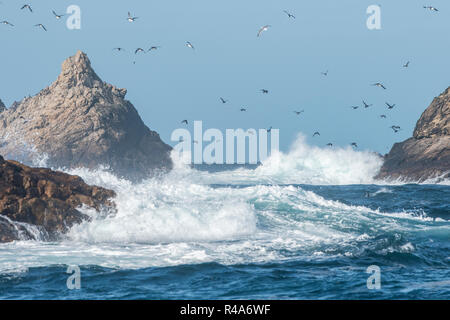 Common murres fly over the rough ocean waters at the Farallon islands off the coast of California.