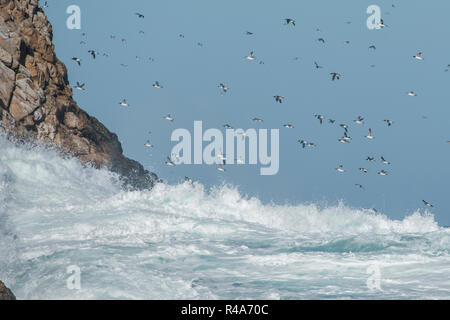 Common murres fly over the rough ocean waters at the Farallon islands off the coast of California.