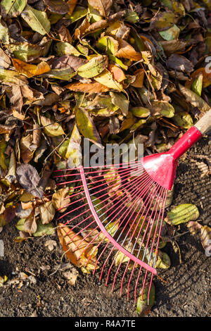 Cleaning fallen leaves in the garden in autumn using a rake. Close-up Stock Photo