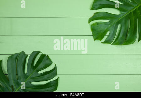 Green leaves of monstera philodendron plant on light green wooden table background. Stock Photo