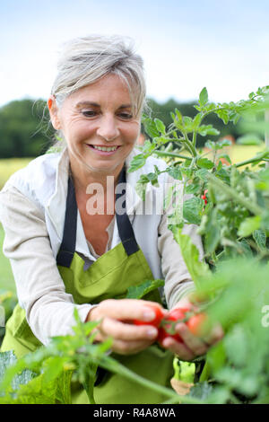 Retired older woman picking vegetables from her garden Stock Photo - Alamy