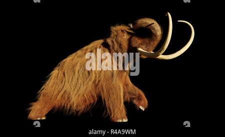 woolly mammoth, walking prehistoric mammal isolated on black background Stock Photo