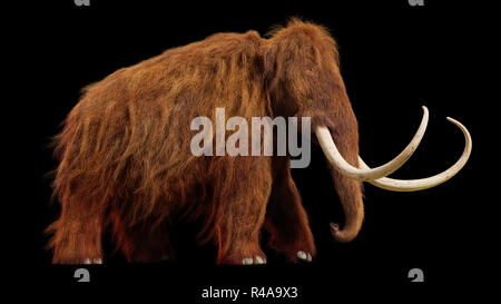 woolly mammoth, walking prehistoric animal isolated on black background Stock Photo