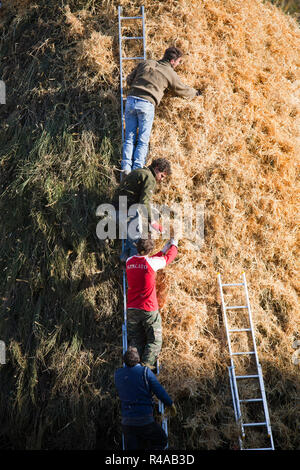 preparation of a haystack, festival of bonfires, rocca san casciano, emilia romagna, italy, europe Stock Photo