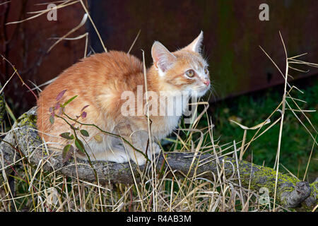 Lateral close-up view on an orange tabby cat sitting on a tree branch in autumnal environment Stock Photo