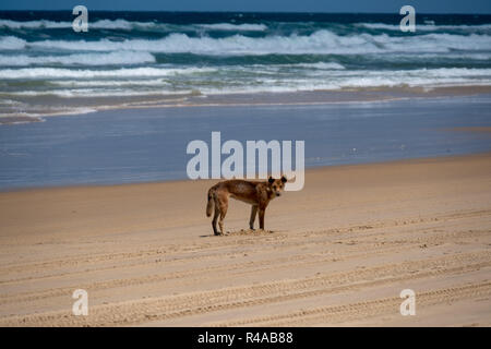 Dingo (Canis lupus dingo) on beach on Fraser Island, Australia on a sunny day Stock Photo