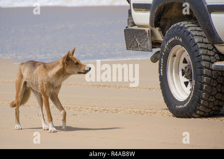 Dingo (Canis lupus dingo) on beach on Fraser Island, Australia with vehicle in the background Stock Photo