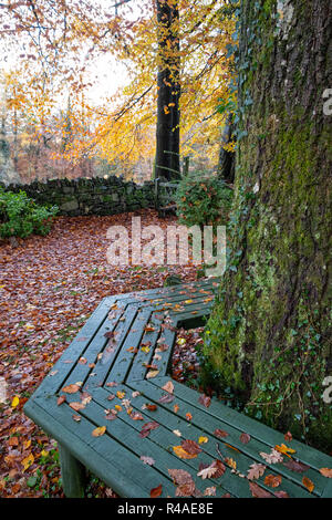 A wooden bench built around a tree trunk. Stock Photo