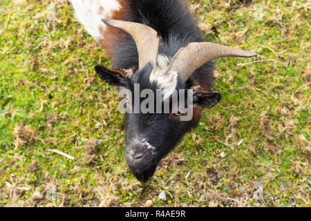 Black white brown goat on the grass in the garden. Background for the inscription. Stock Photo