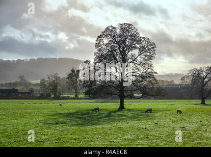 Sheep grazing in a field near Abergavenny, South Wales. Stock Photo