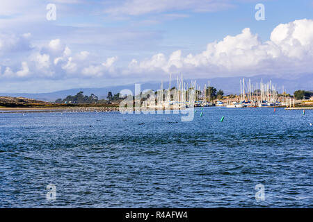 Landscape in Moss Landing harbor, Monterey Bay, California; sea otters floating in the water and a flock of pelicans resting in shallow water Stock Photo