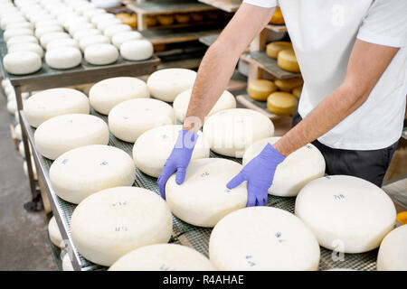 Worker in protective gloves taking fresh salted cheese wheel ready for aging process at the manufacturing. Close-up view Stock Photo