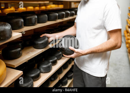 Worker holding cheese wheel covered with black wax at the storage with shelves full of cheese during the aging process