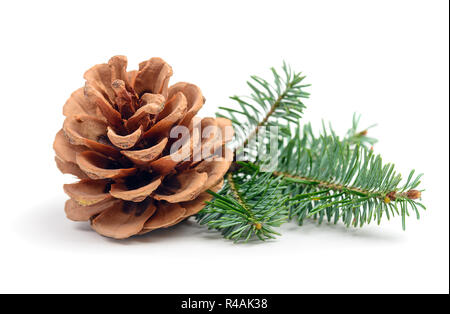 Pine tree branch with cone isolated on white Stock Photo