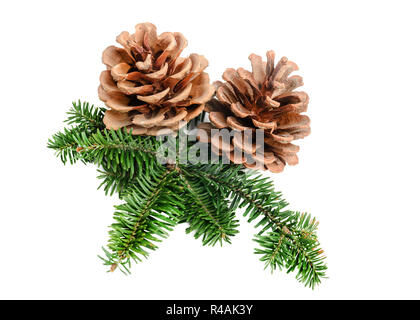 Pine tree branch with cone Christmas decoration element Stock Photo