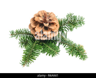 Natural branch of Christmas tree with cone isolated on white background Stock Photo