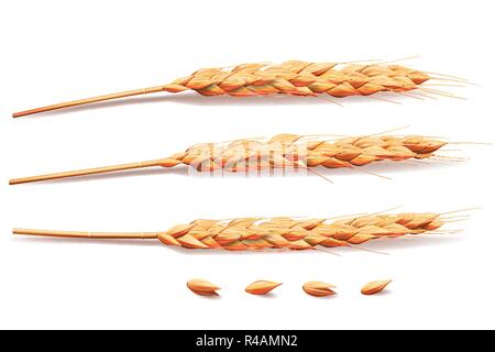 Realistic Wheat, barley, rice or oats elements. barley isolated on white for Healthy food or agriculture design. Vector 3d illustration. Stock Vector