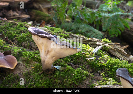 Solitary fungus growing with moss on the dead trunk of a tree in sunlit forest Stock Photo