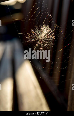 A dndelion seed head caught in a spiders web and backlit by the setting sun. Stock Photo