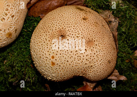 common earthball, (Scleroderma citrinum) Stock Photo
