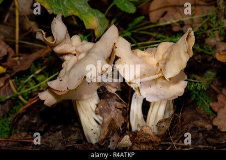 white saddle, (Helvella crispa) Stock Photo