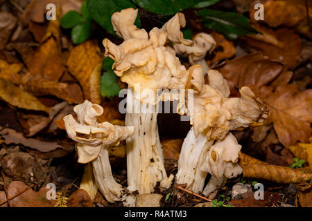 white saddle, (Helvella crispa) Stock Photo