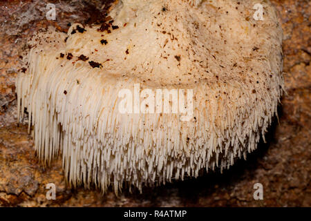 bearded tooth mushroom, (Hericium erinaceus) Stock Photo