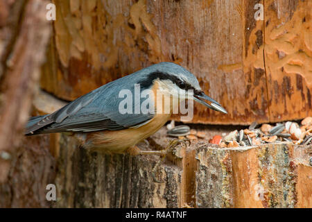 eurasian nuthatch, (Sitta europaea) Stock Photo