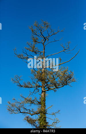 Old gnarled leafless tree set against a blue sky with white clouds. Stock Photo