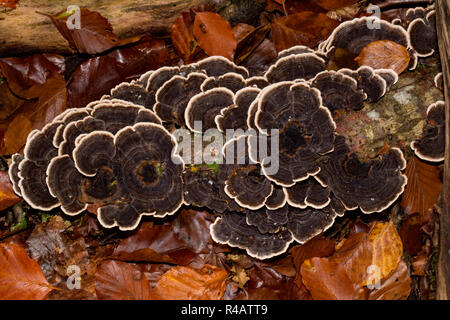 turkey tail mushroom, (Trametes versicolor) Stock Photo