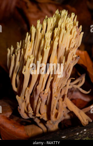 strict-branch coral, (Ramaria stricta) Stock Photo