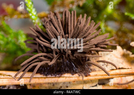 slime fungus, (Stemonitis fusca) Stock Photo