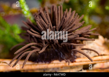 slime fungus, (Stemonitis fusca) Stock Photo