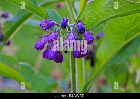 Common Comfrey, Germany, Europe, (Symphytum officinale) Stock Photo