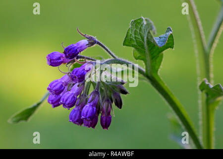 Common Comfrey, Germany, Europe, (Symphytum officinale) Stock Photo