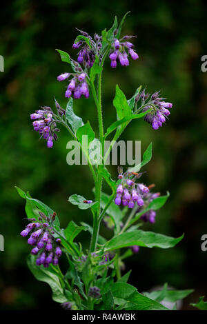 Common Comfrey, Germany, Europe, (Symphytum officinale) Stock Photo