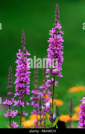 Purple loosestrife, Germany, Europe, (Lythrum salicaria) Stock Photo