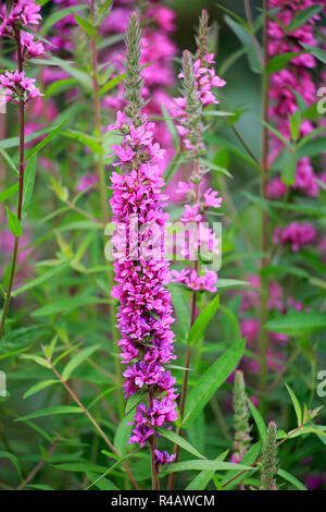 Purple loosestrife, Germany, Europe, (Lythrum salicaria) Stock Photo