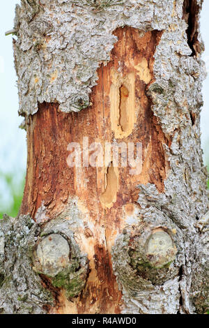 Great spotted woodpecker, destroyed tree, Germany, Europe, (Dendrocopos major) Stock Photo
