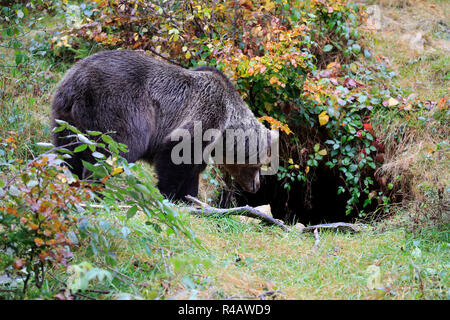 Eurasian brown bear, adult female at hibernation den in autumn, Bavarian Forest National Park, Germany, Europe, (Ursus arctos arctos) Stock Photo