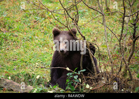 Eurasian brown bear, young in autumn, Bavarian Forest National Park, Germany, Europe, (Ursus arctos arctos) Stock Photo