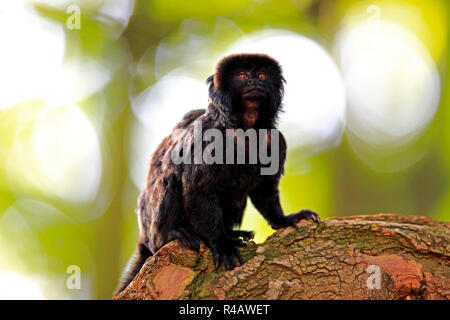 Goeldi's marmoset, adult, South America, (Callimico goeldii) Stock Photo