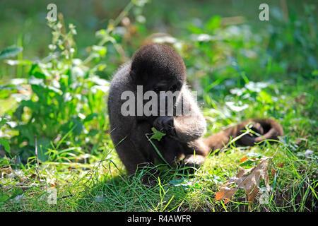 Grey Woolly Monkey, young, South America, (Lagothrix lagothricha cana) Stock Photo