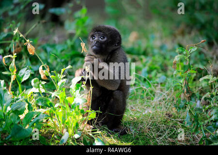 Grey Woolly Monkey, young, South America, (Lagothrix lagothricha cana) Stock Photo