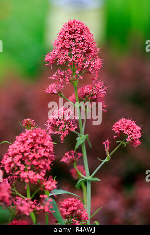 Red valerian, Germany, Europe, (Centranthus ruber) Stock Photo