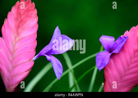 Tillandsia, Germany, Europe, (tillandsia cyanea) Stock Photo