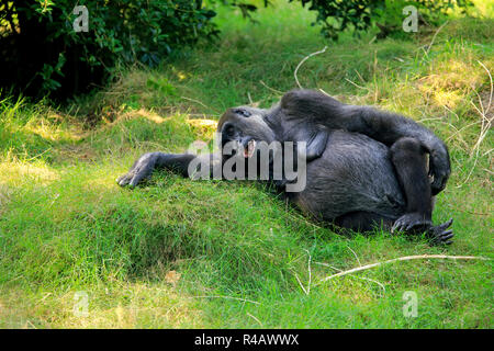 Western Lowland Gorilla, female resting on ground, Africa, (Gorilla gorilla gorilla) Stock Photo